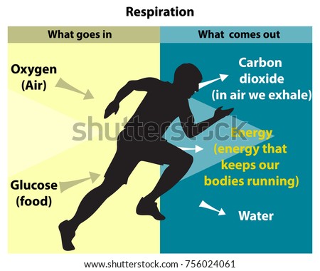 Cellular respiration is an aerobic process Royalty-Free Stock Photo #756024061