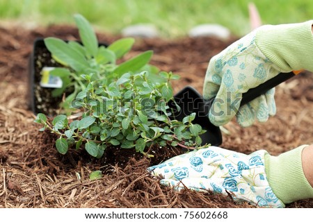 A gardener's gloved hand planting Chocolate Mint with a small trowel in a herb garden.