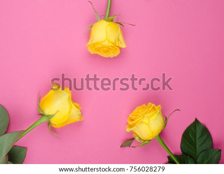 Three bright yellow roses forming a circle on a bright pink paper background, copy space in the center for your text (minimal concept, flat lay)