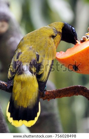 Black-headed Bulbul (Pycnonotus atriceps) eating papaya.