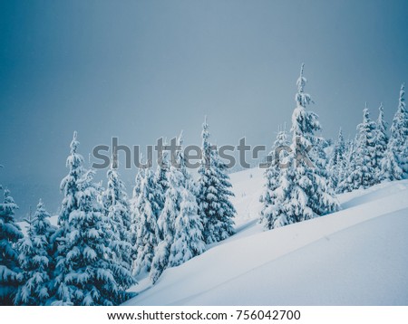 Fabulous frozen fir trees. Frosty day on ski resort. Location Carpathian, Ukraine, Europe. Great picture of wild area. Explore the beauty of earth. Scenic image of hiking concept. Happy New Year!
