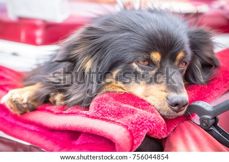 Cute black little Dog lies on the red brougham, Berlin, Germany