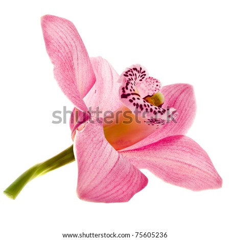 pink orchid  isolated on white Royalty-Free Stock Photo #75605236