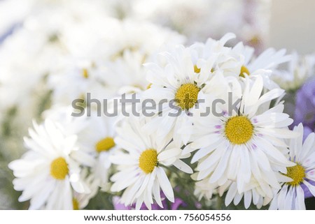 Blooming white chrysanthemum