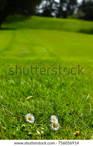 New Zealand Golf Course green grass