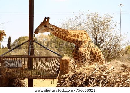 Giraffe eats out of a special dispenser
