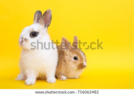 Little cute rabbits on the yellow background