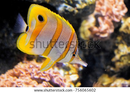 The yellow tile Chelmon Butterfly fish swim near the coral