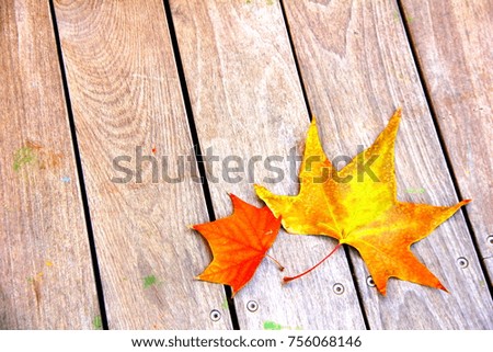 maple leaves on a wooden background