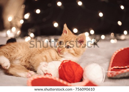 Christmas picture with a cute ginger cat of colorful lights on the background.
