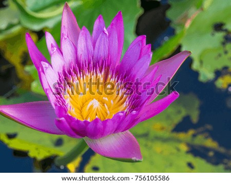 close up Lotus flower