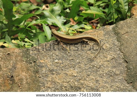 Lizard on stone 