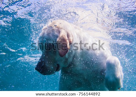 Playful labrador puppy in swimming sea has fun - dog jump and dive underwater to retrieve shell. Training and active games with family pets and popular dog breeds on summer holiday.