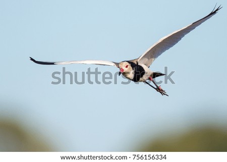 Long-toed plover bird in flight with clear blue sky in background, Africa