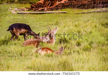 Deer stretching on a meadow.