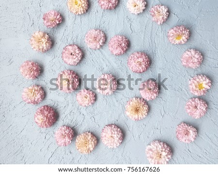 chrysanthemum on grey background. concept pink chrysanthemums