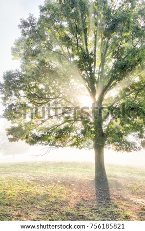 One large green tree in autumn with orange leaves in mist, fog, and sun sunburst glade through foggy silhouette in morning countryside concept