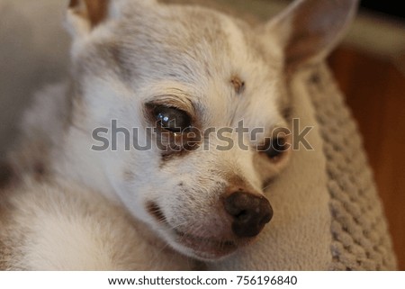 old Chihuahua, old dog