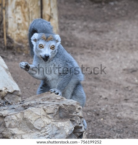 A picture of a crowned Lemur