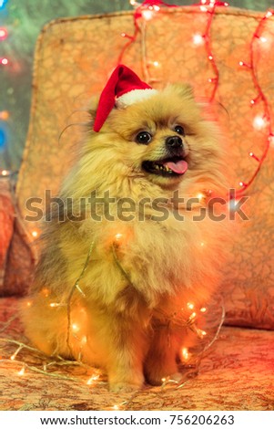 A dog in a New Year's dress. Pomeranian Spitz