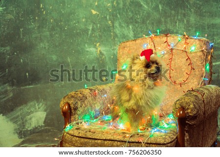 A dog in a New Year's dress. Pomeranian Spitz