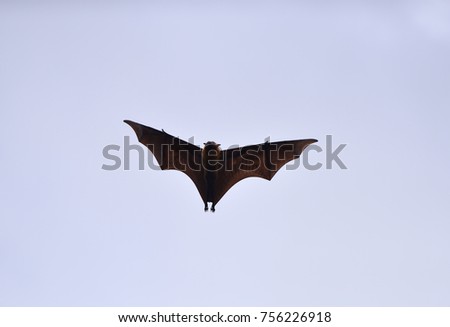 Bats flying in sky background
