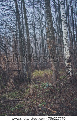 A fallen tree is rotting in the middle of the forest.