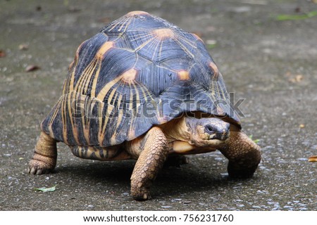 Portrait of radiated tortoise ,Tortoise sunbathe on ground with his protective shell ,cute animal ,Astrochelys radiata