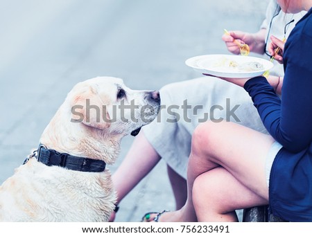 Cute labrador dog looking how its owner is eating food at Open Kitchen food festival in Vilnius, Lithuania.