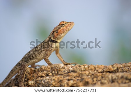  Rock lizard, Archaeolacerta bedriagae, is a species of lizard in the family Lacertidae. The species is monotypic within the genus Archaeolacerta. It is only found on the islands Corsica and Sardinia.