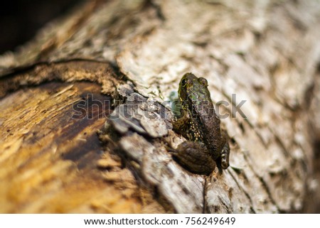 Frog on a Log Close Up