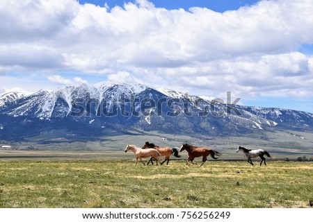 Horses running free in meadow with snow capped mountain backdrop 