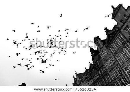 Scary, a flock of birds above the buildings. Royalty-Free Stock Photo #756263254
