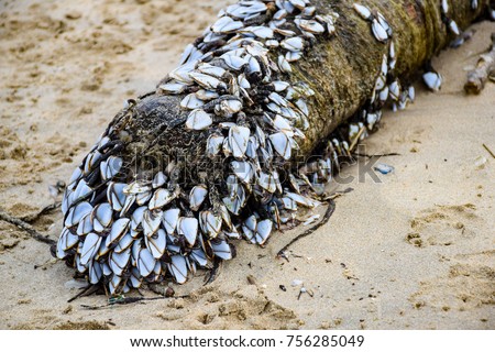 Drift wood with Barnacles