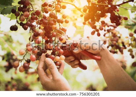 Grape harvest of men