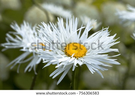 Soft and fluffy decorative Daisy on blurred background. Closeup.
