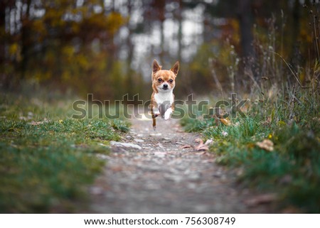 Chihuahua cute dog