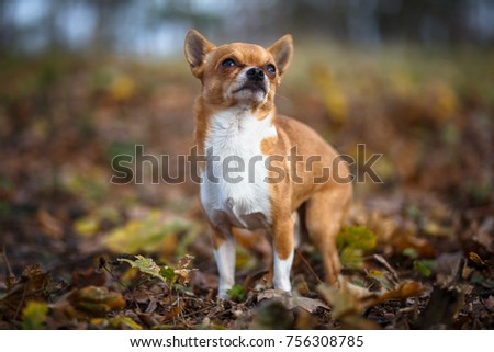Chihuahua cute dog