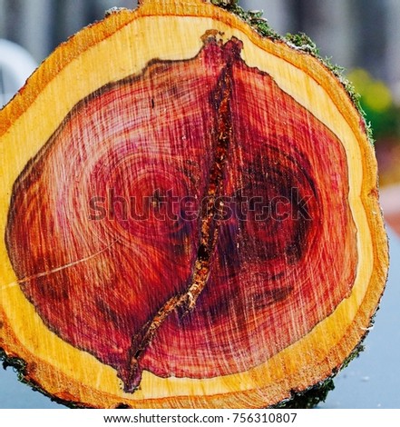 Plum tree stem cut with chain saw creates a colorful picture