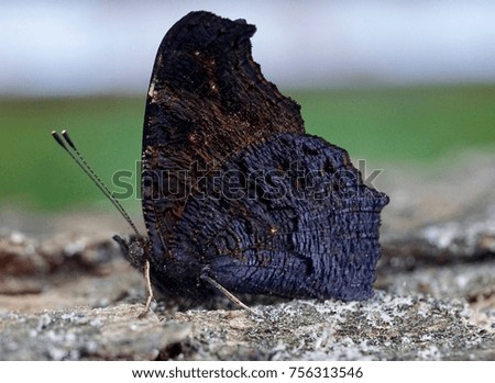 butterfly black sitting on a piece of wood to get warmed up by the sun                               