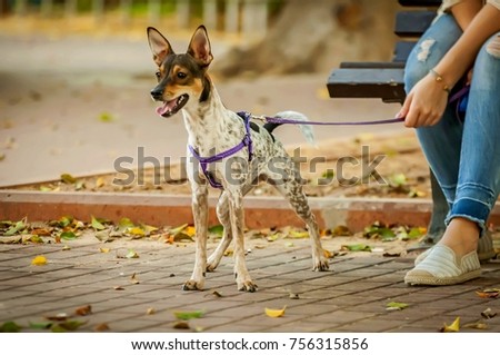 Funny young dog with her owner looking at something. Girl holding the dog lead in her hand. Dog training concept.