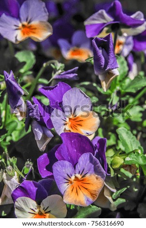 Purple flower Violet, viola, spring flower