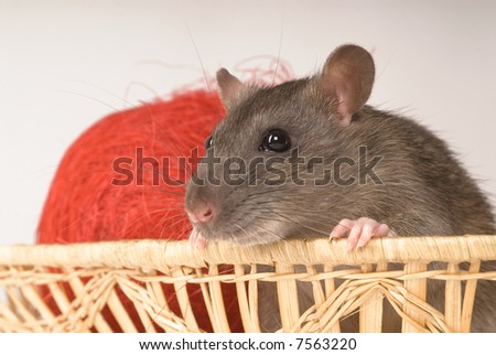 Rat with New Year's balls on a grey background