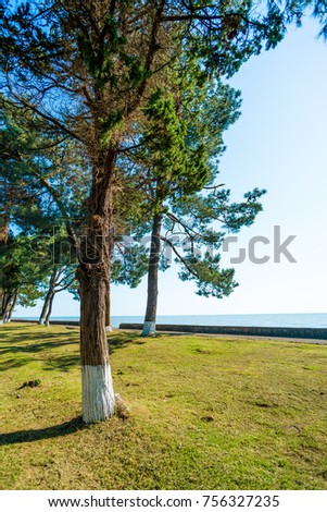 Abkhazia, Coast of the Black Sea