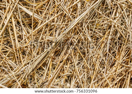 Heap with withered reed branches, texture background, yellow faded bamboo, old felled cane, close-up
