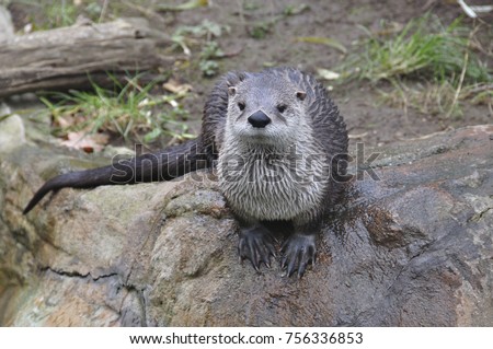 Aquatic animal, the otter