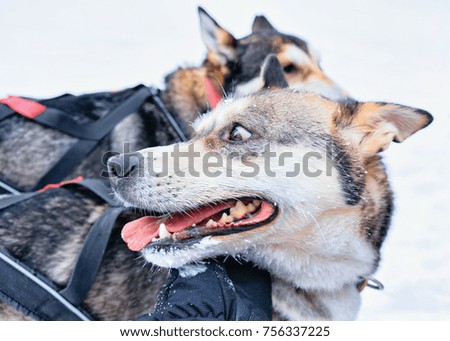 Husky dogs in sledding looking back in winter forest in Rovaniemi, Lapland, Northern Finland