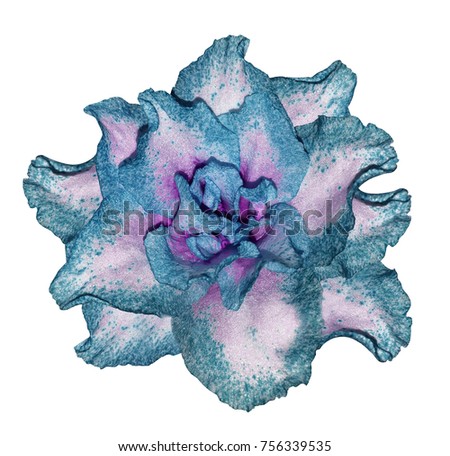 Azalea turquoise-pink flower  white isolated background with clipping path.  Closeup no shadows. Nature.