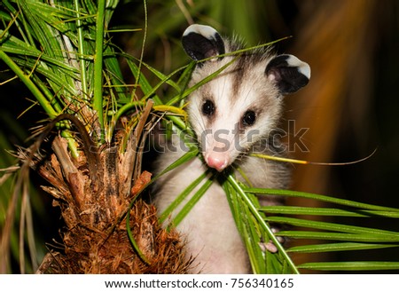 Baby Opossum At Night