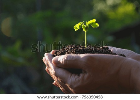 Human hands holding green small plant life concept. Ecology concept.